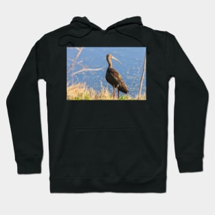 White-faced Ibis Hoodie